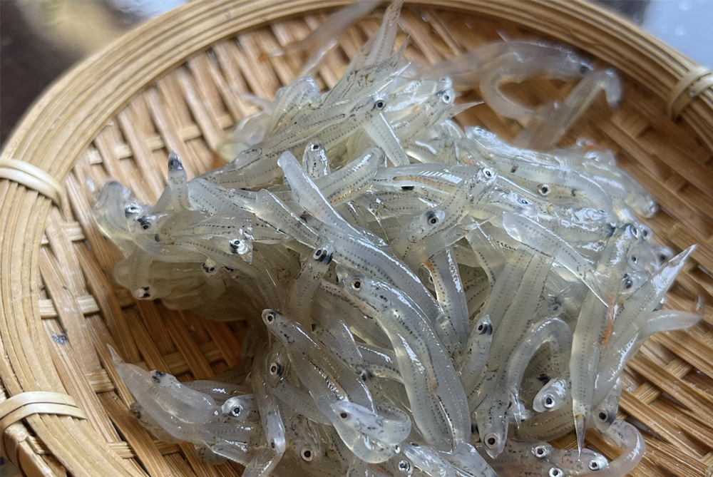 遠州灘の生しらす