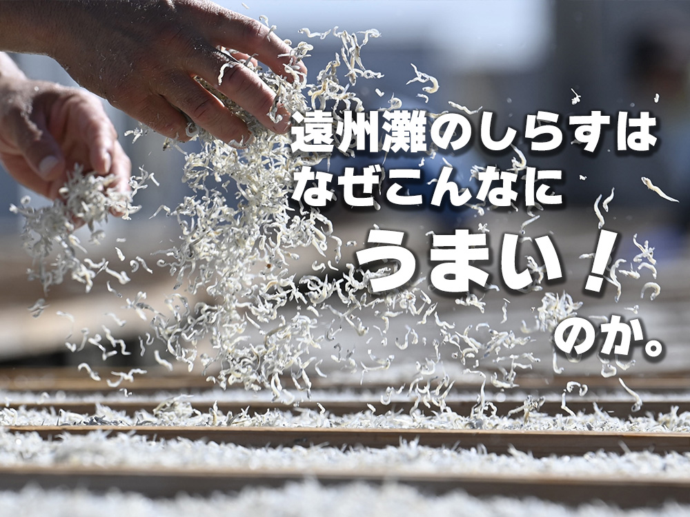 遠州灘のしらすは、なぜこんなにうまいのか