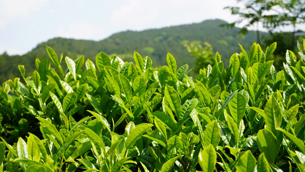 浜松の新茶