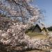 浜松の桜、お花見スポット2019