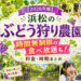 【2026年版】浜松のぶどう狩り農園3選｜時間無制限の食べ放題も！料金・時期まとめ